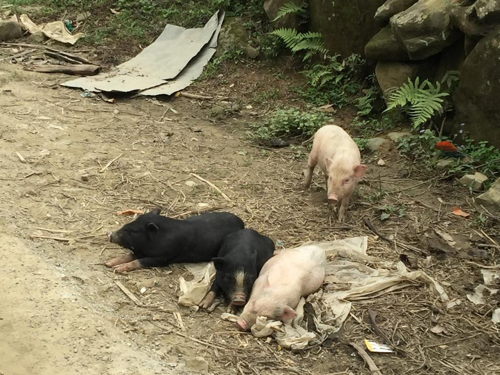 Freedom Homestay & Trekking 萨帕 外观 照片